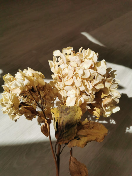Dried Hydrangea in Carry Bag (Seasonal Limited Edition)