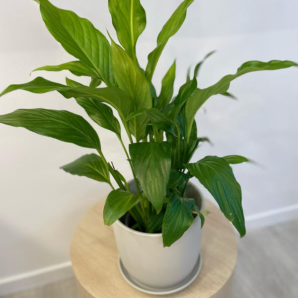 Peace Lily Plant $65-$78