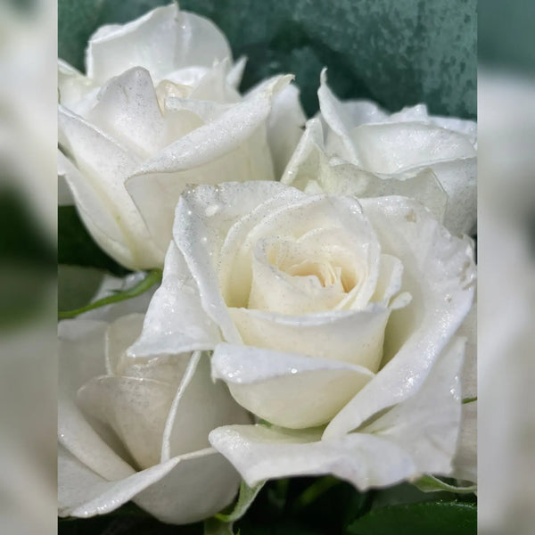 White Diamond Roses