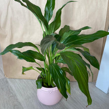 Load image into Gallery viewer, Peace Lily Plant $65-$78
